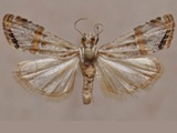 Aurotalis delicatalis